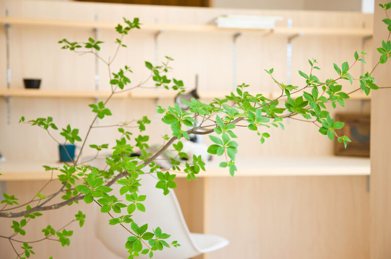 植物写真