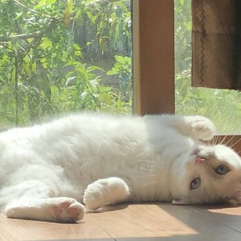 猫と快適に暮らす家づくり｜太宰府市・筑紫野市・朝倉市近郊で考えたい夏と冬の温度対策