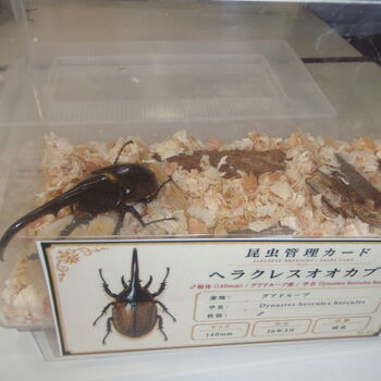 子どもたちに笑顔と感動を！大牟田市の銀水小学校・倉永小学校で昆虫展示会を開催